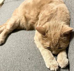 「ご飯、はよ」丸くてかわいい猫がご飯を待つ”圧”がすごい　重厚なプレッシャーを与える姿に思わず二度見