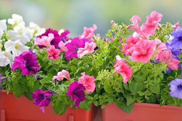 寄せ植えガーデニング】カリブラコアの寄せ植え「いっしょに植え 寄せ植えガーデニング】カリブラコアの寄せ植え「いっしょに植え