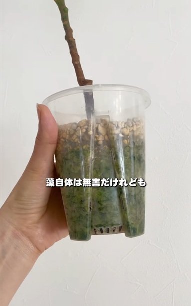 変身前の藻が生える透明鉢