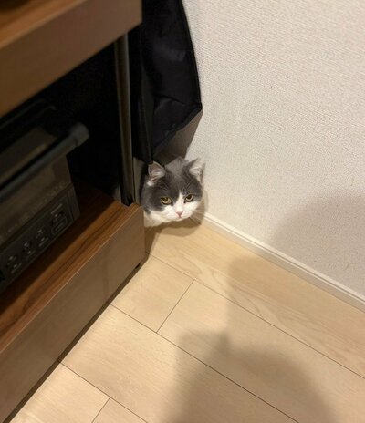 必死に探した飼い主さんを冷静に見つめるぶりもっちちゃん