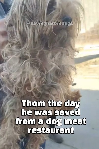 出所：<u><a href="https://www.instagram.com/p/Dc6XH7-vd9P/" target="_blank">@savingharbindogs</a></u>