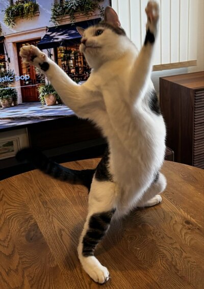 立ち上がるセロイくん