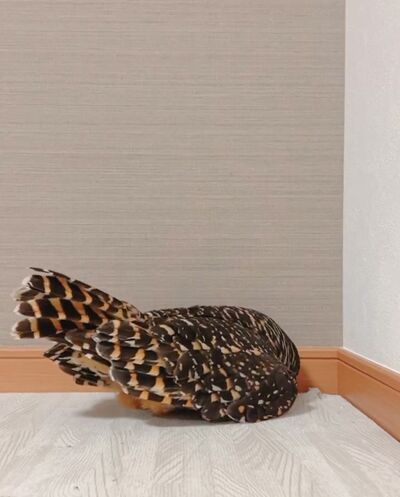 投稿動画のワンシーン