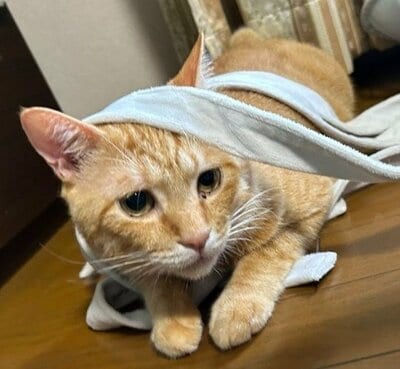 「どうしてこうなった…」