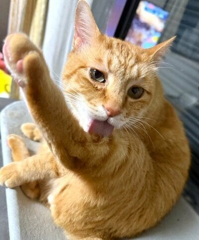 見事な茶トラ模様のリチャードくん