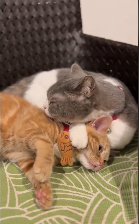 【耐える猫】毛づくろいされる猫の顔をよく見ると…なんとも複雑な表情に思わず大爆笑