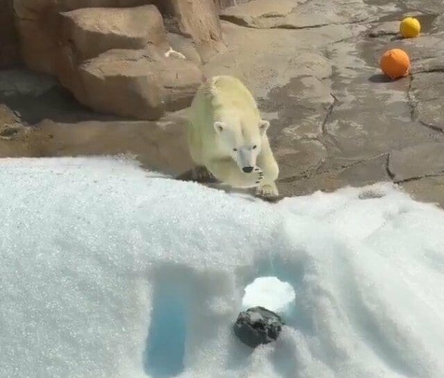 【神戸市立王子動物園】「日本の気温はちょっときつい...」雪山で気持ちよさそうに遊ぶホッキョクグマに癒される人が続出（兵庫県）