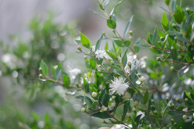 初夏にいい香りの花が咲く【小さめシンボルツリー】狭い庭や玄関先でも楽しめる《中低木》4選