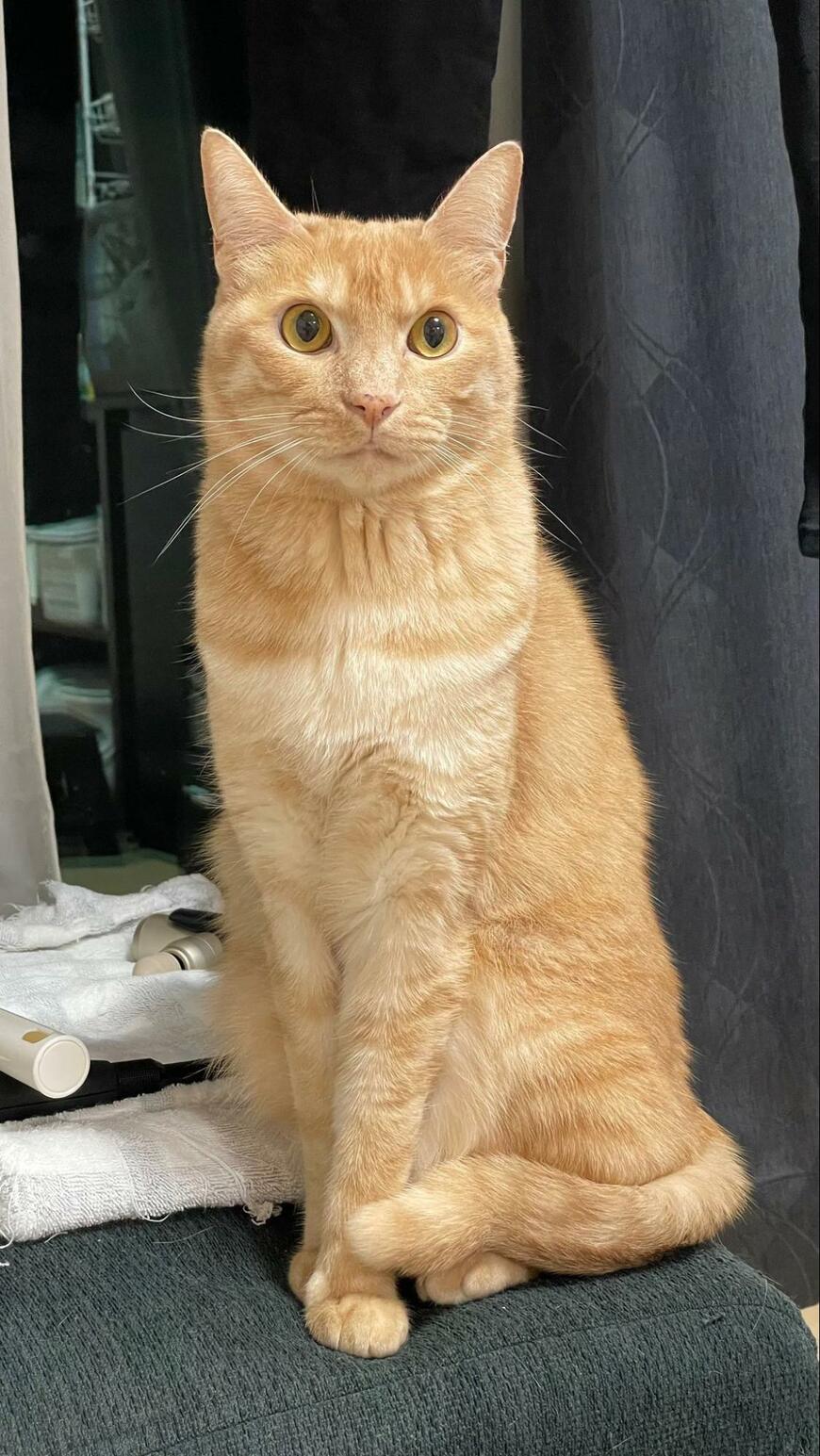 「反則級のかわいさ！」後ろ脚が完璧に収納されてる猫ちゃん　1.8万いいねの下からアングルは「見てるだけで悶える」