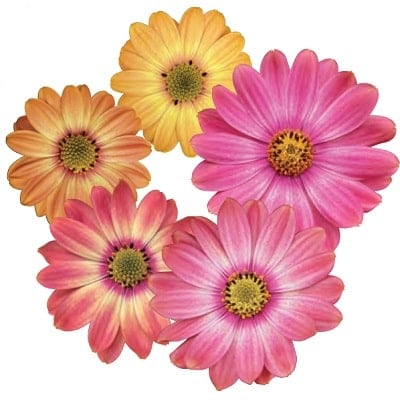 出所：PROVEN WINNERS（R）　オステオスペルマム キャンディフィールズ　ベリーズパイン