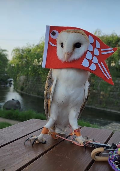 【コスプレフクロウ】こいのぼりのコスチュームにたくさんの「かわいい」の声！こどもの日を楽しむフクロウ