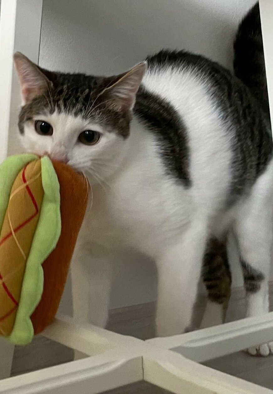 出所：@Saeroyi_cat