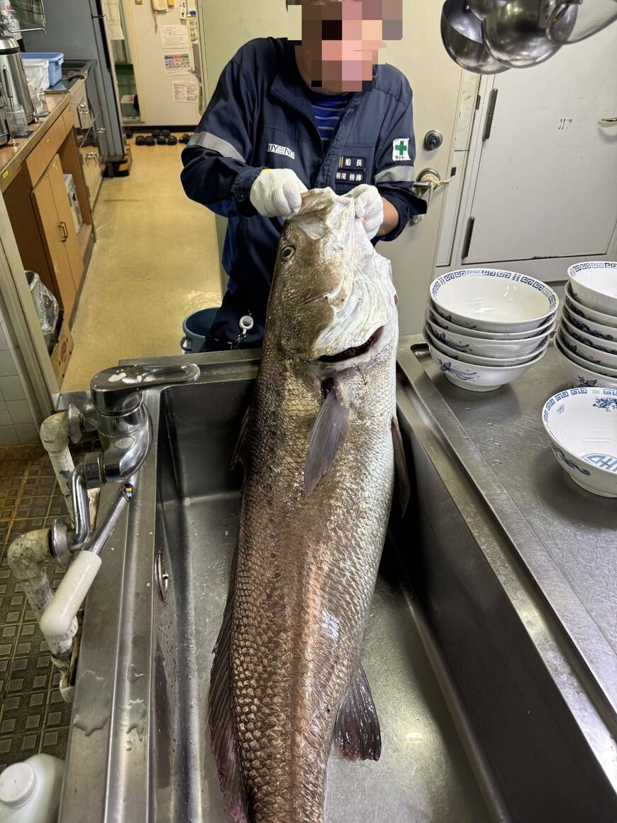 タンカー船で引き上げた巨大魚「オオニベ」　35食以上のおかずに変身「漁船やん」