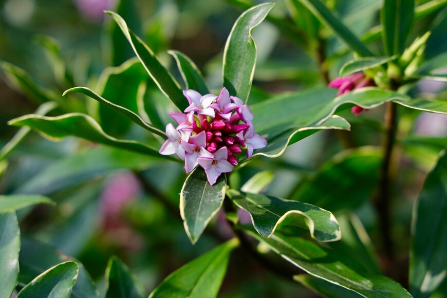 Brookgardener/Shutterstock.com