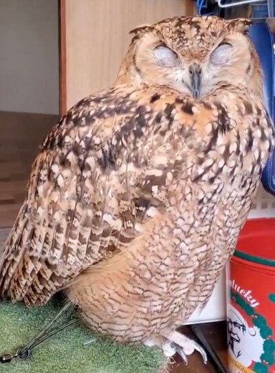 出所：@NORIKO_Rye