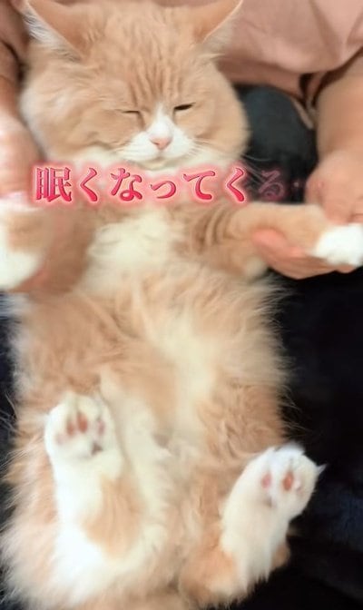 【これぞ冬の猫ちゃん】ぬくぬくした結果？！「ダメになっちゃった」姿が可愛すぎて大人気