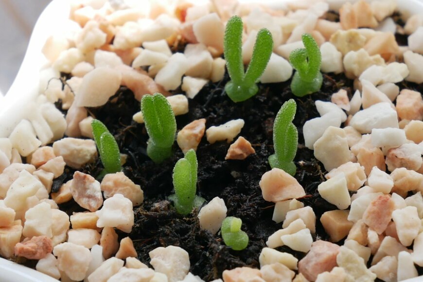 KALAkea/shutterstock.com