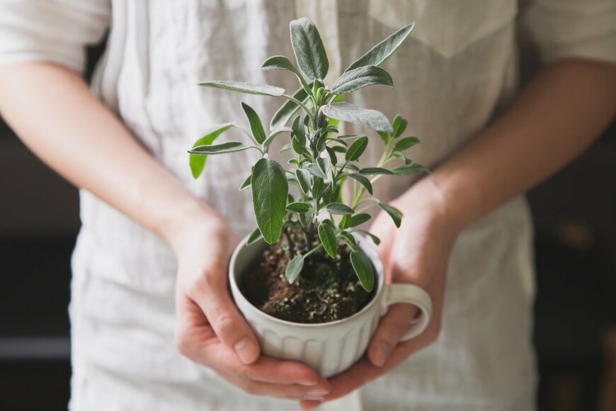 shironagasukujira/istockphoto.com 