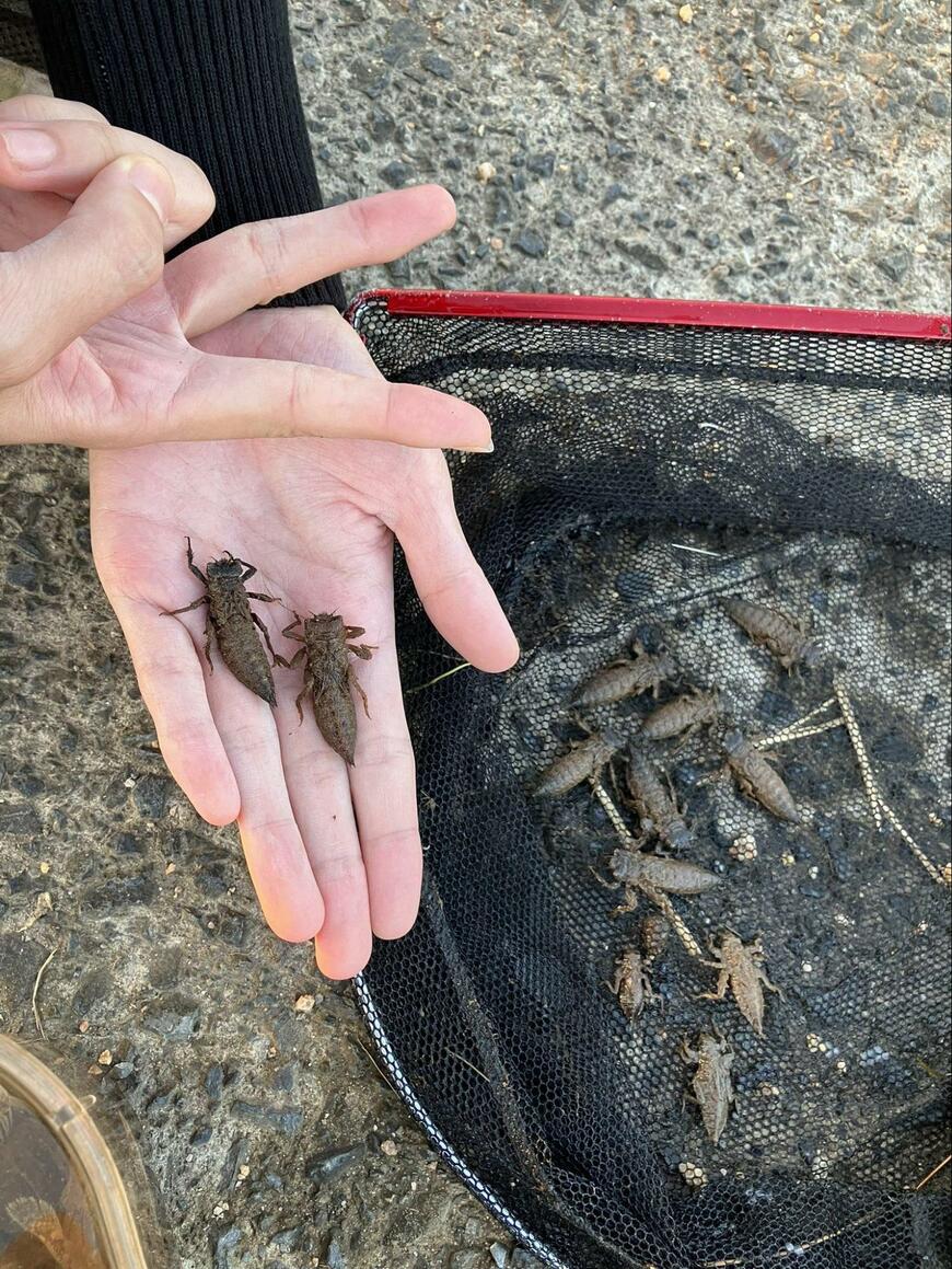 出所：@crab_banyanya