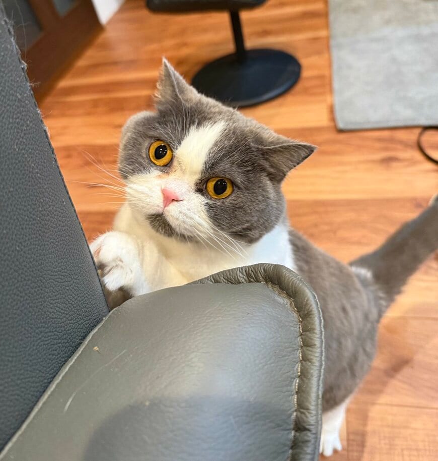 出所：@mog_cororincho