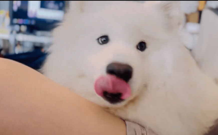 出所：@samoedsoran