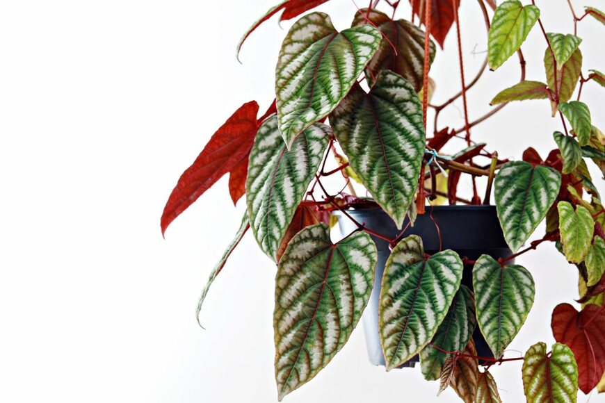 AngieYeoh/shutterstock.com