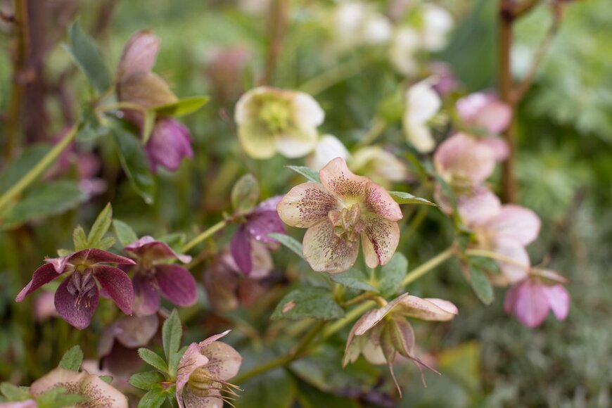 クリスマスローズ（Marianna Kara/shutterstock.com）