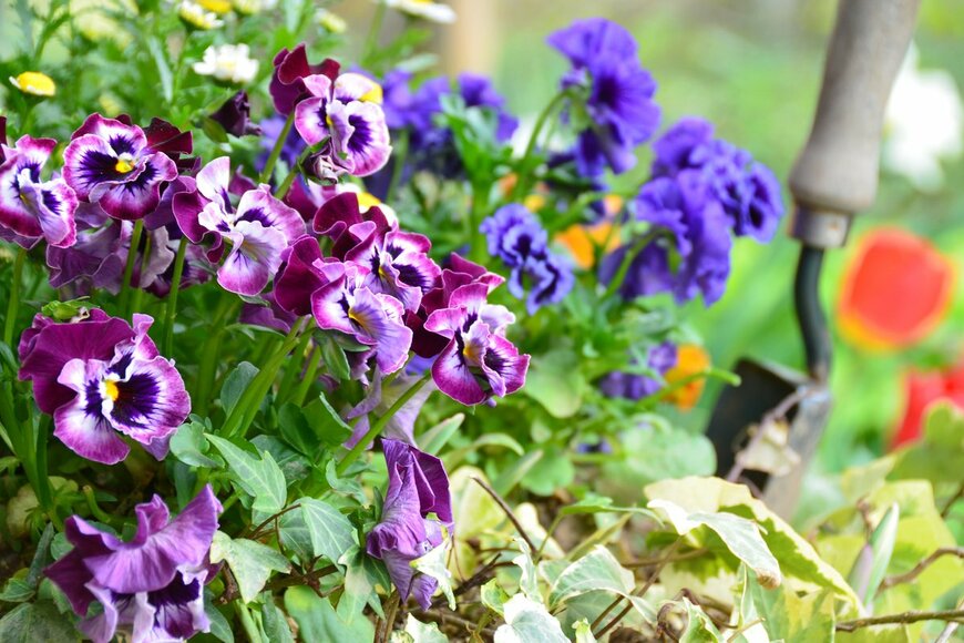 Botamochy/Shutterstock.com