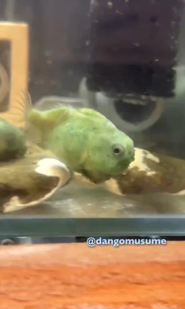 出所：@dangomusume1