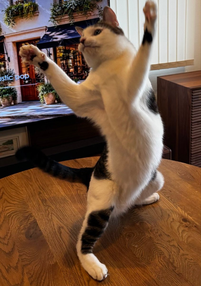 【ラジオ体操する猫】後ろ足で立ち上がって、両手を高く上げる姿が可愛い