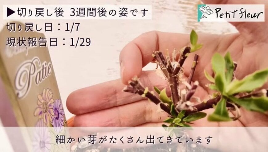 出所：@petit_fleur