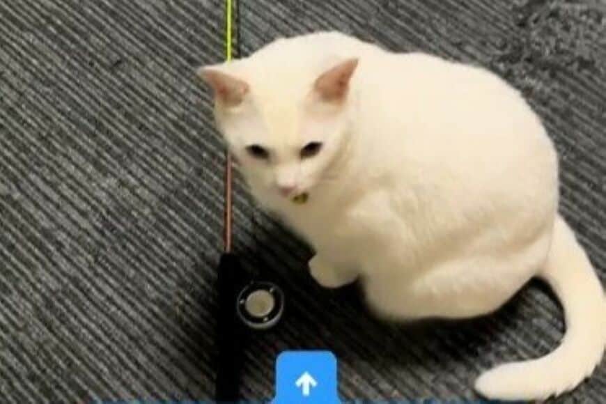 「元保護猫」の4匹で暮らしていると…　飼い主のことが大好きすぎる「猫たちの行動」に笑ってしまう