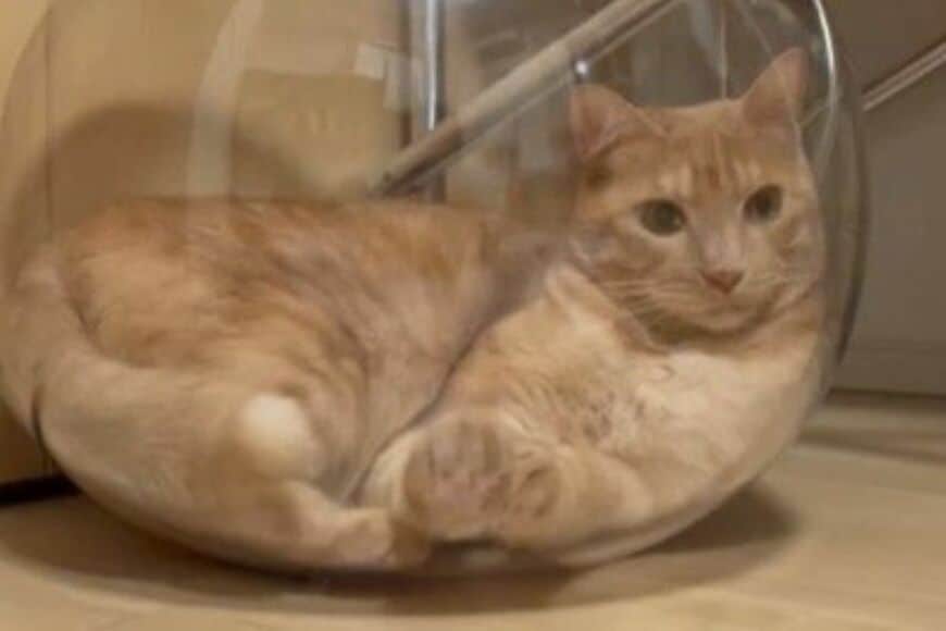 透明な容器の中に入った猫が「興味を示したオモチャ」　まさかの展開に1万5000いいね