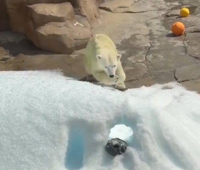 【神戸市立王子動物園】「日本の気温はちょっときつい...」雪山で気持ちよさそうに遊ぶホッキョクグマに癒される人が続出（兵庫県）