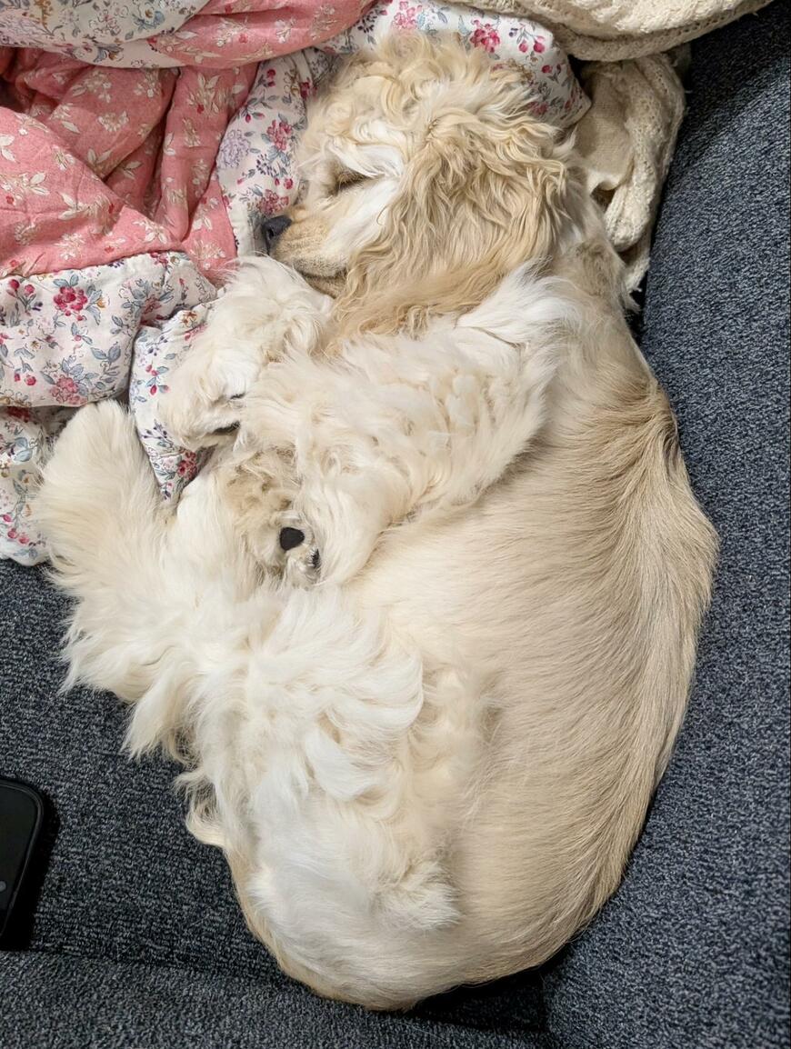 出所：@paru88888888