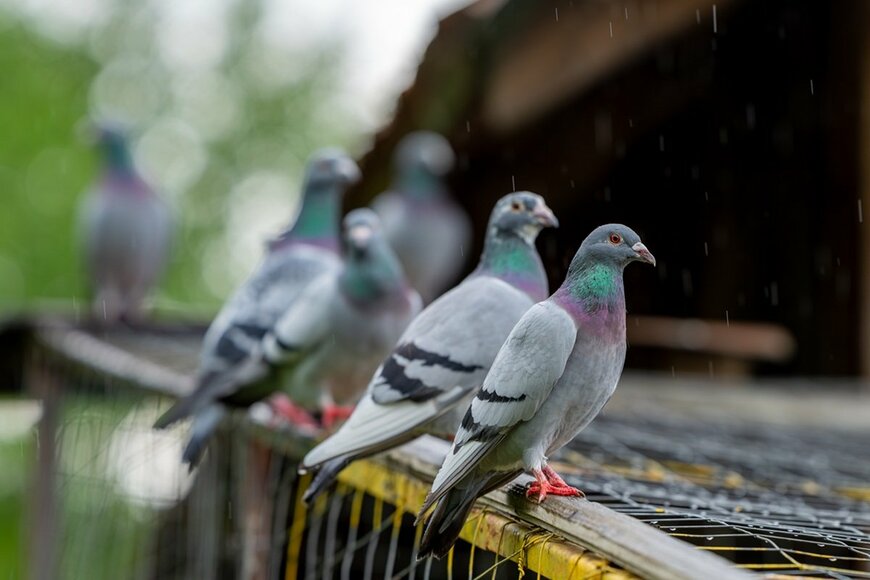 勢いよく走る鳩が止まった決定的瞬間　急停止するコミカルな姿に「漫画みたい！」と思わず爆笑