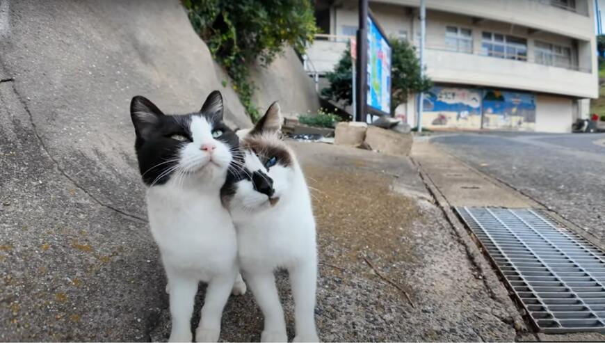 寄り添いあって歩く仲良しの猫ちゃんたち　仲睦まじいラブラブっぷりにSNS中がほっこり