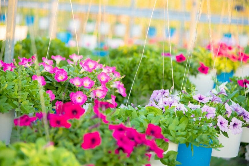 ペチュニア　　toktak_kondesign/istockphoto.com