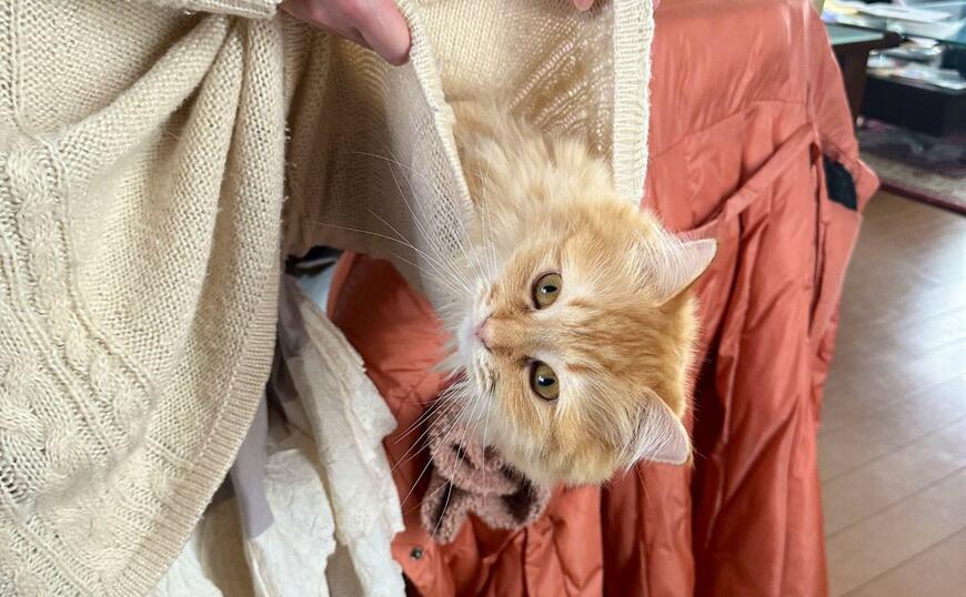 出所：@NEKOLAND13 