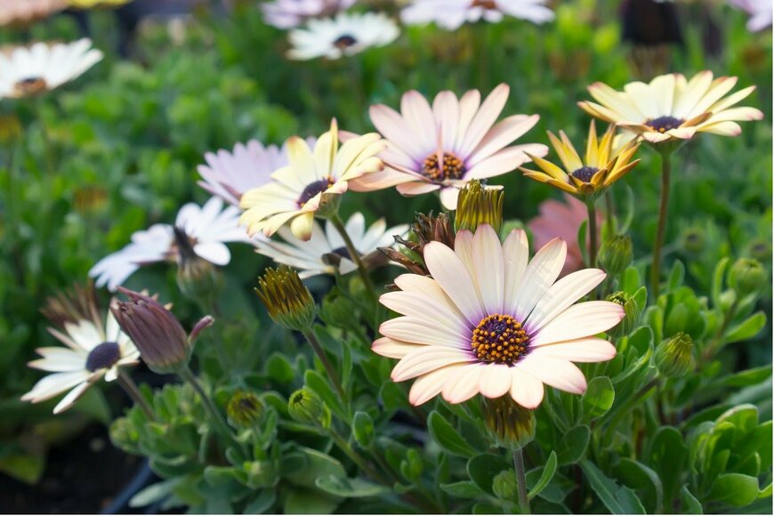 ironsailor/istockphoto.com