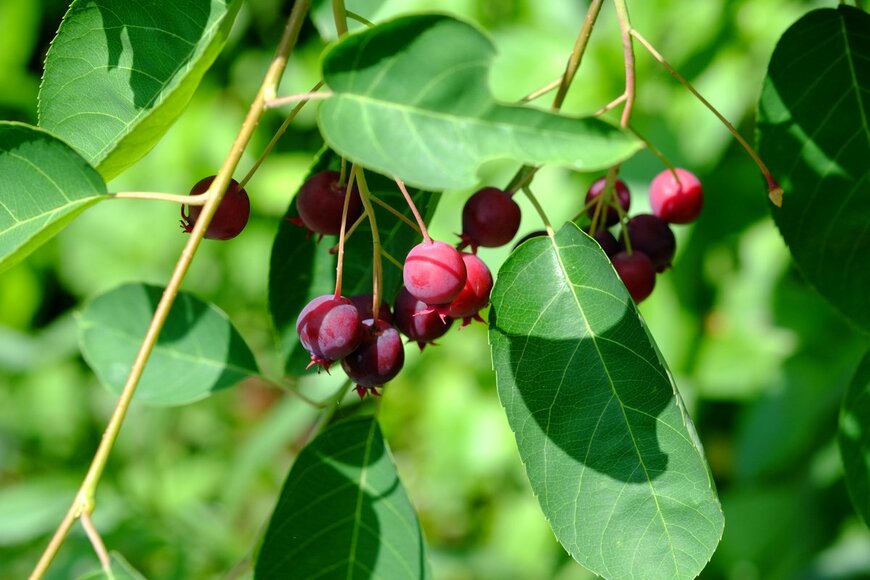 Tamotsu Ito/shutterstock.com