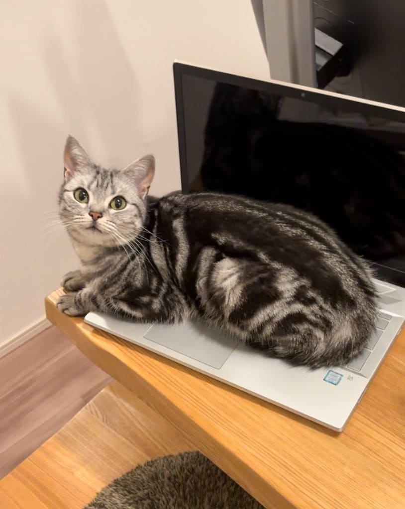 PCに乗る猫を移動させると…「やっぱり」なネコハラに笑ってしまう