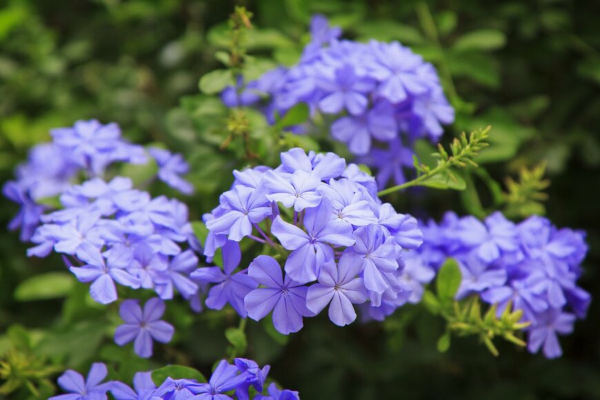 WathanyuSowong/Shutterstock.com