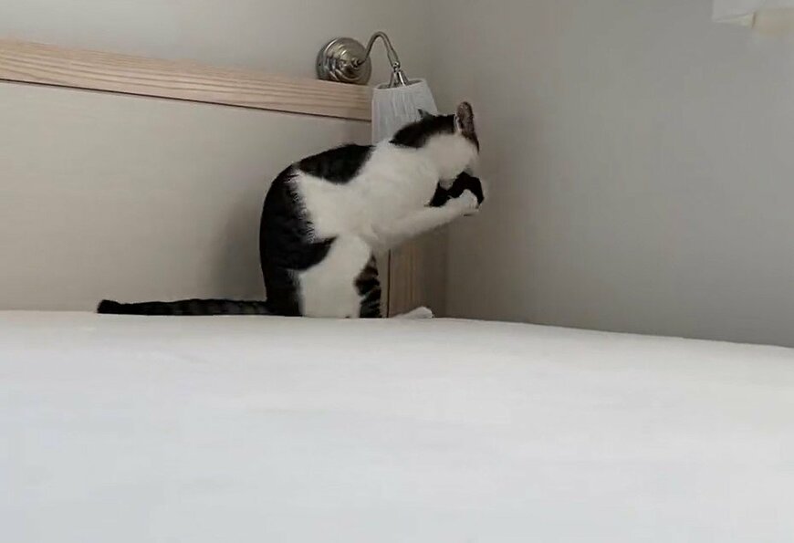 出所：@Saeroyi_cat