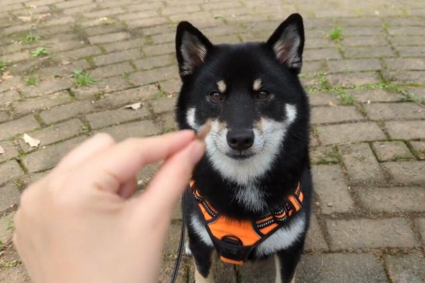 「断れる飼い主いる…？」黒柴犬さんの可愛すぎるおねだりに反響