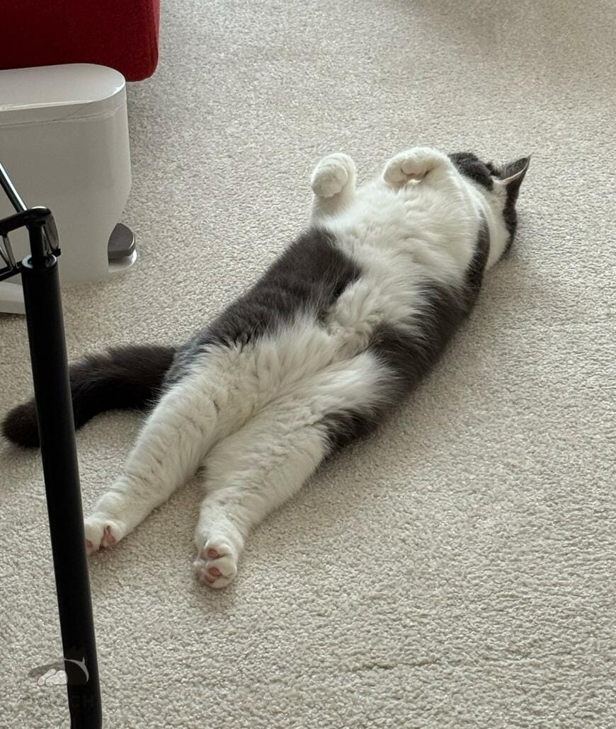 出所：@omochiomoching