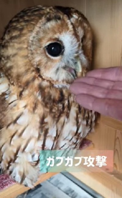 出所：@mori_luna_tawny_owl