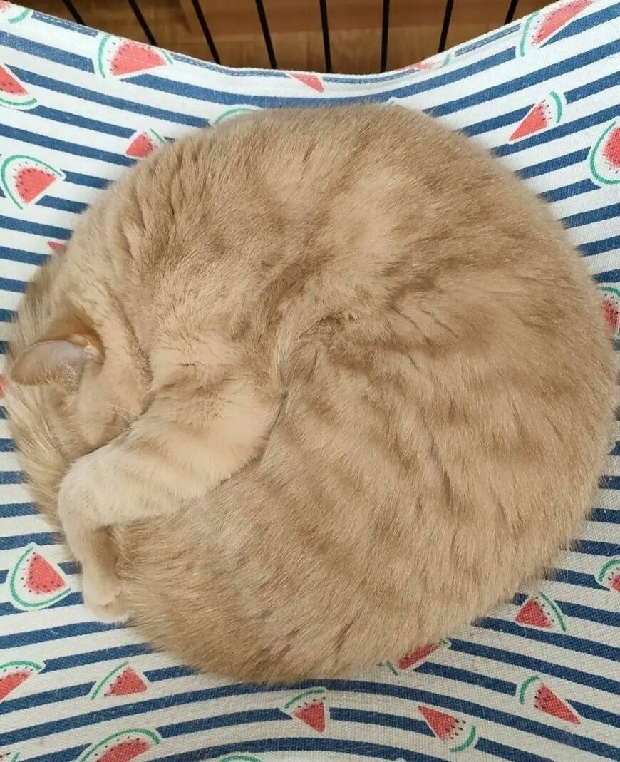 出所：@catcafe_chigura