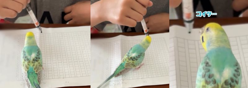 出所：@daiinkoteikoku_soraoto