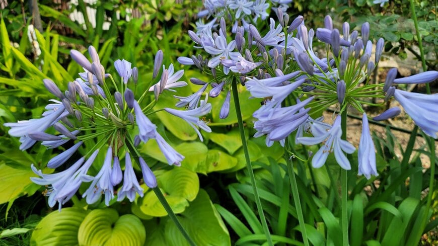 【今が植えどき】狭い庭でもOK！植えっぱなし＆手間いらずの常緑多年草「アガパンサス」毎年ブルーの花を楽しめます